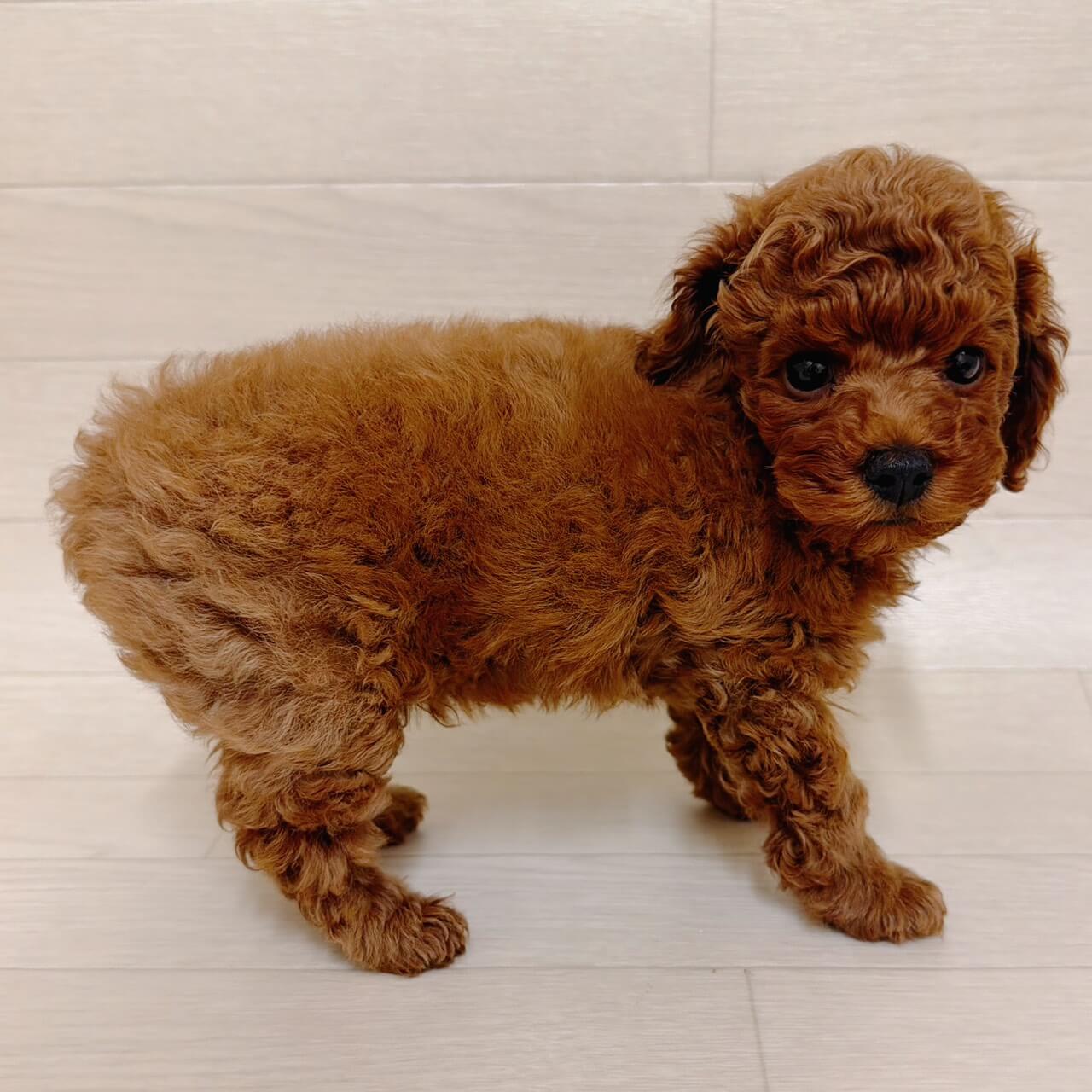 東京都のトイプードル(トイ) (ペットプラザ 江東深川店/2026年8月15日生まれ/男の子/レッド)の子犬