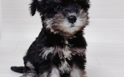 ハーフ犬（ビションフリーゼ×ミニチュアシュナウザー）