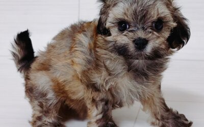 ハーフ犬（トイプードル×マルチーズ）