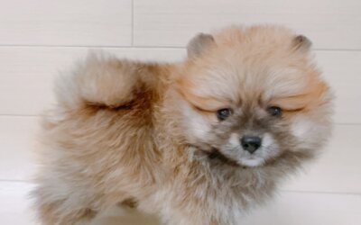 ポメラニアン