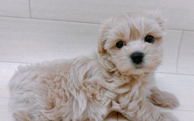 ハーフ犬（マルチーズ×トイプードル）