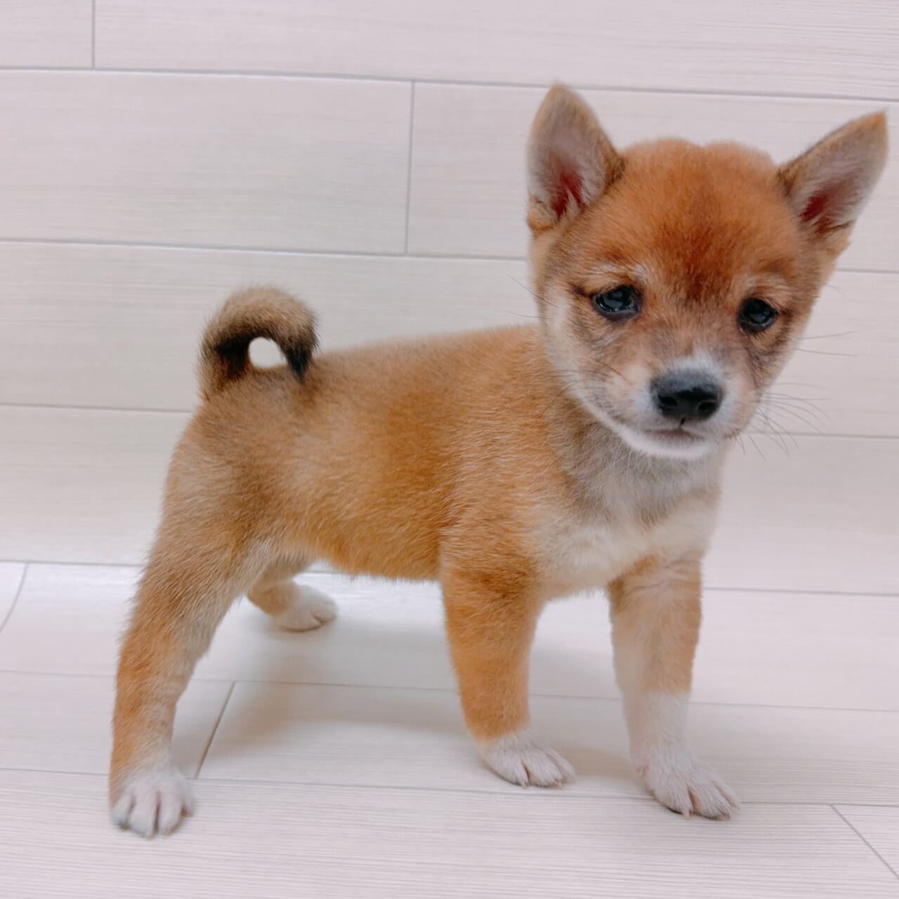 埼玉県の豆柴 (ハッピーベル 草加舎人店/2026年8月16日生まれ/女の子/赤)の子犬