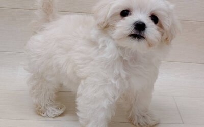 ハーフ犬（マルチーズ×トイプードル）