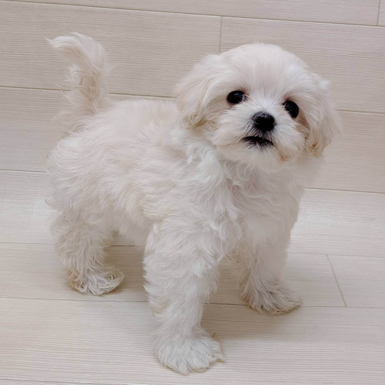 ハーフ犬（マルチーズ×トイプードル）