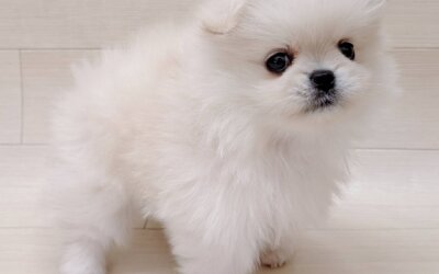 ハーフ犬（ポメラニアン×ペキニーズ）