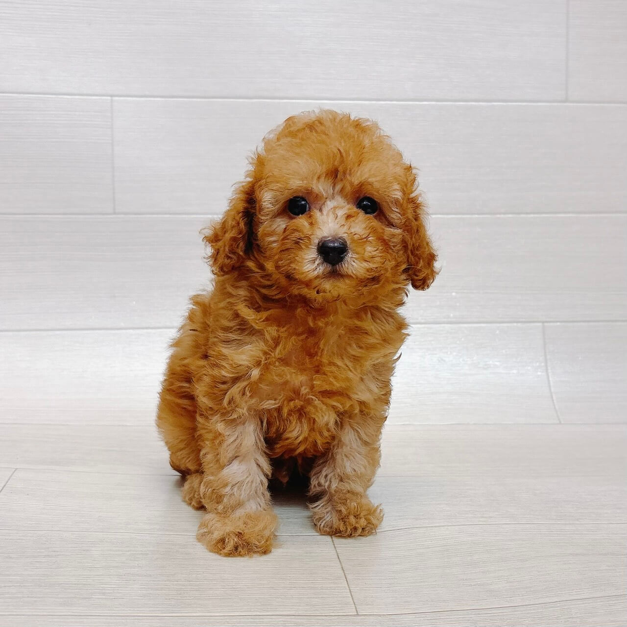 千葉県のトイプードル(トイ) (Pet’s One 東金店/2026年8月16日生まれ/男の子/レッドフォーン)の子犬
