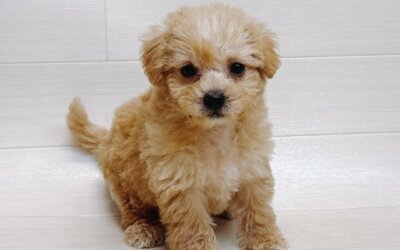 ハーフ犬（マルチーズ×トイプードル）