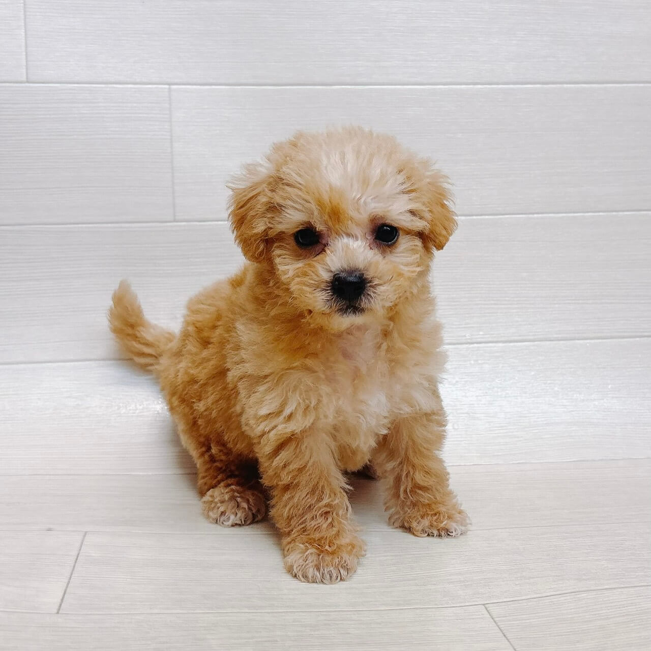 ハーフ犬（マルチーズ×トイプードル）