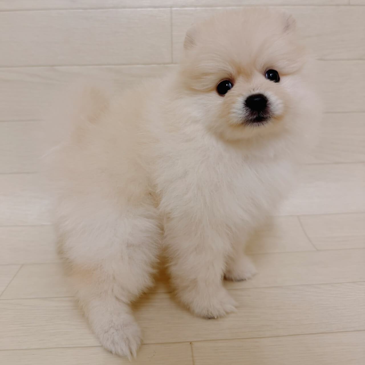 ポメラニアン