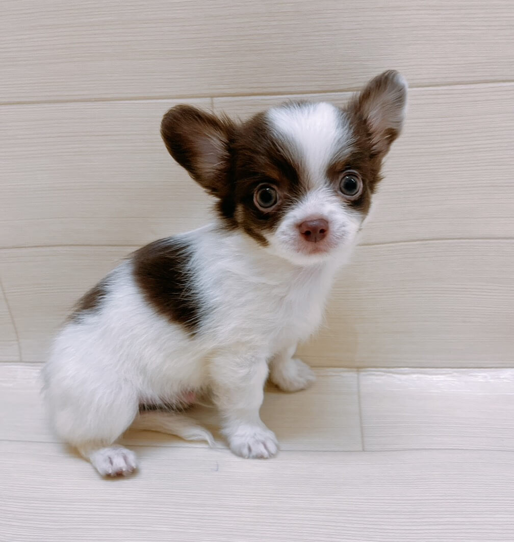 チワワ