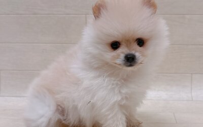 ポメラニアン