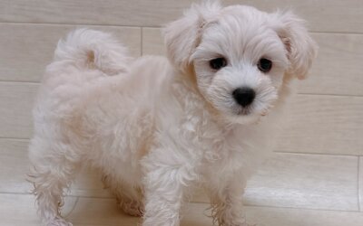 ハーフ犬（マルチーズ×トイプードル）
