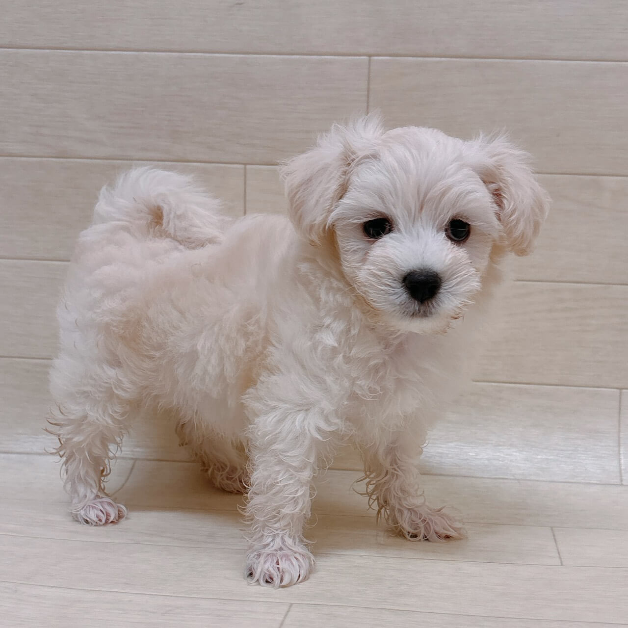 ハーフ犬（マルチーズ×トイプードル）