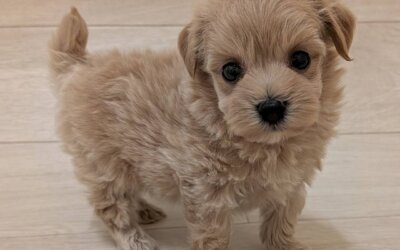 ハーフ犬（マルチーズ×トイプードル）