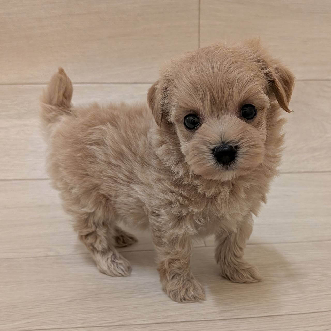 ハーフ犬（マルチーズ×トイプードル）