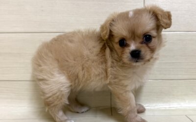 ハーフ犬（ポメラニアン×キャバリア）