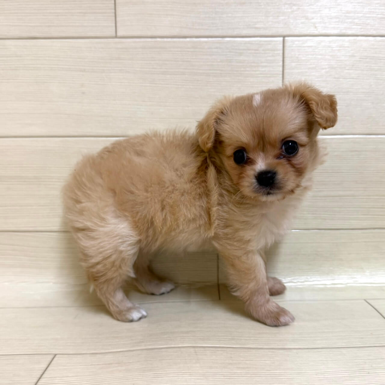 ハーフ犬（ポメラニアン×キャバリア）