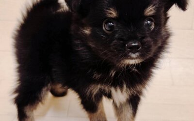 ハーフ犬（チワワ×ポメラニアン）
