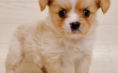 ハーフ犬（ポメラニアン×キャバリア）