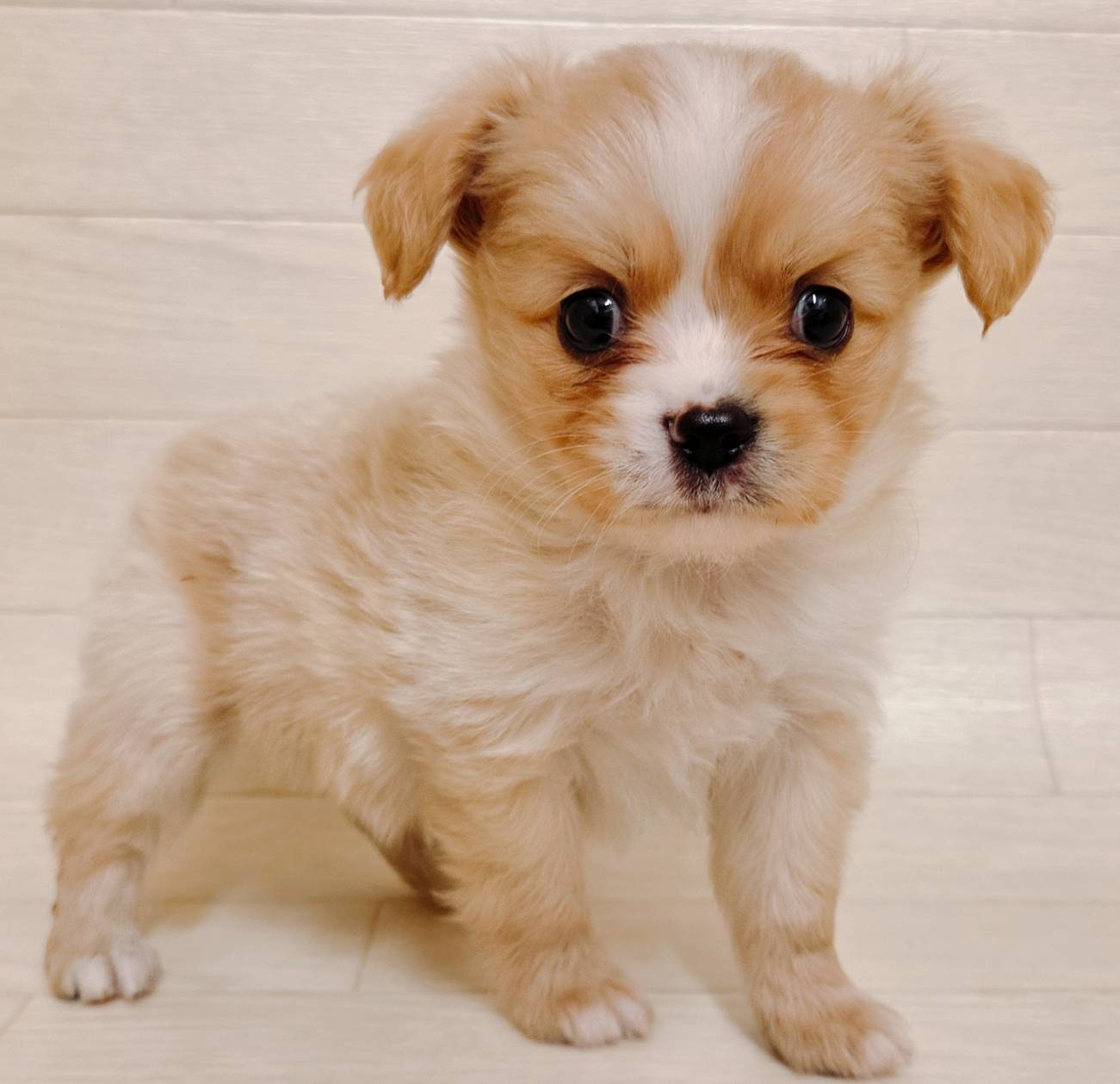 ハーフ犬（ポメラニアン×キャバリア）