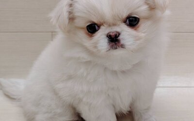 ハーフ犬（チワワ×ペキニーズ）