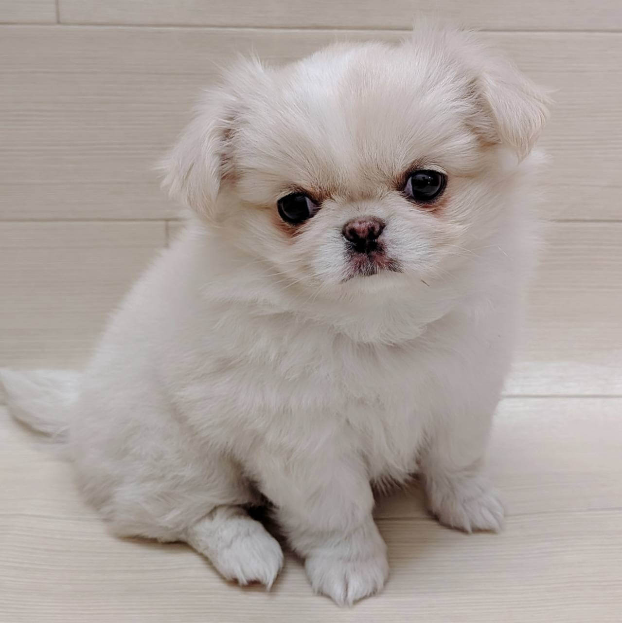 ハーフ犬（チワワ×ペキニーズ）