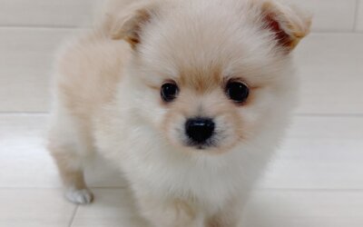 ハーフ犬（チワワ×ポメラニアン）