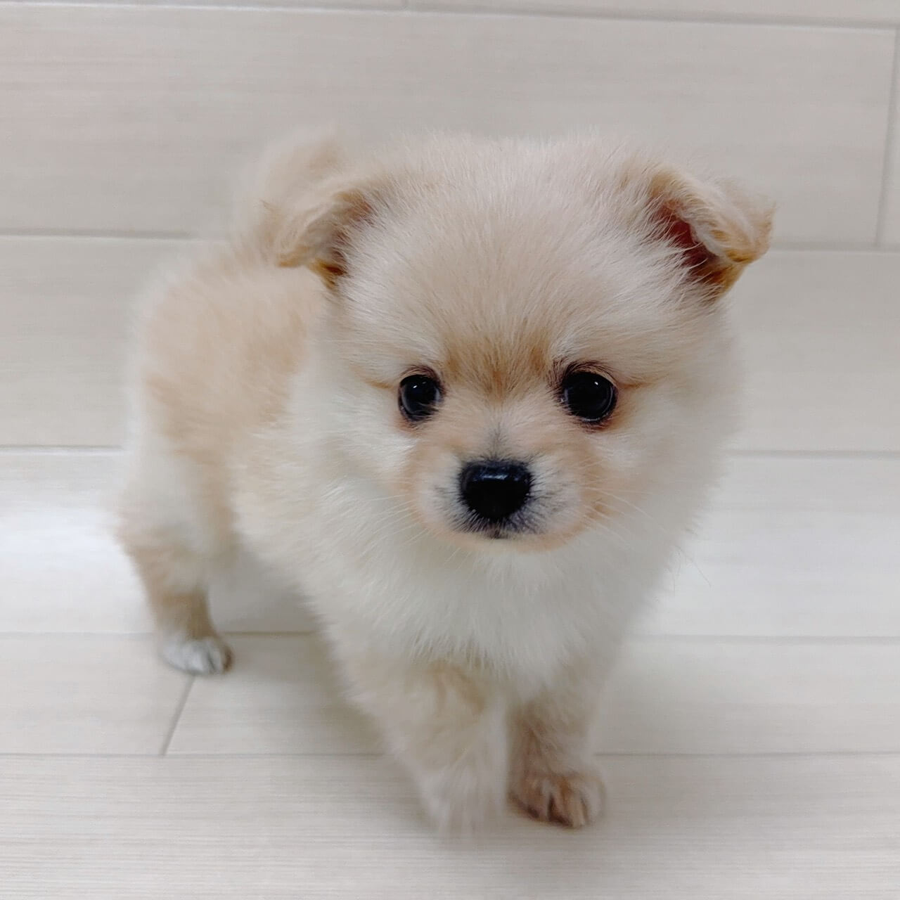 ハーフ犬（チワワ×ポメラニアン）