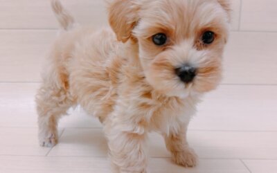 ハーフ犬（マルチーズ×トイプードル）