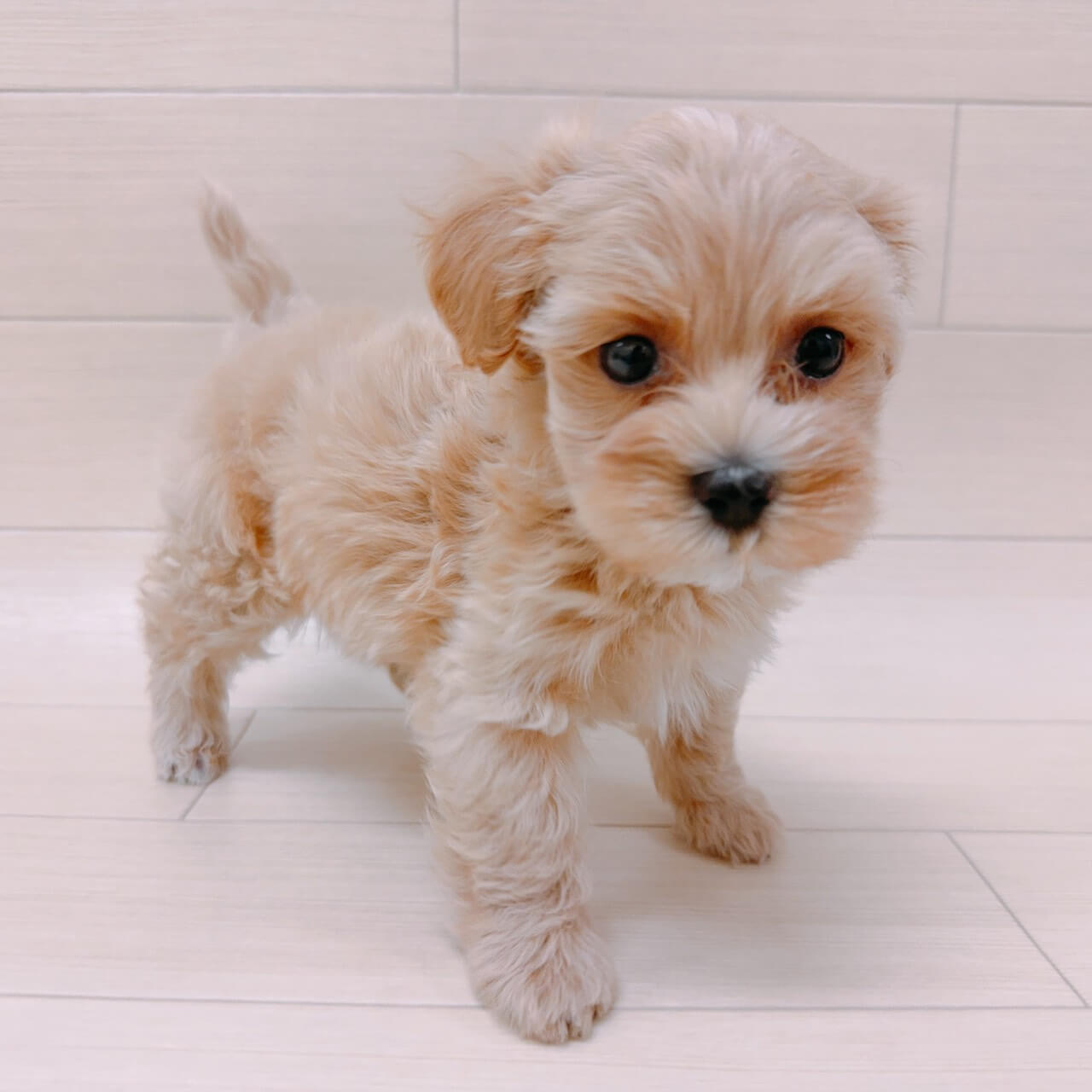 ハーフ犬（マルチーズ×トイプードル）