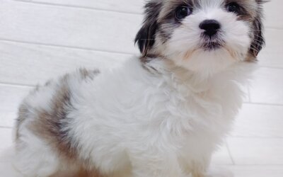 ハーフ犬（チワワ×シーズー）