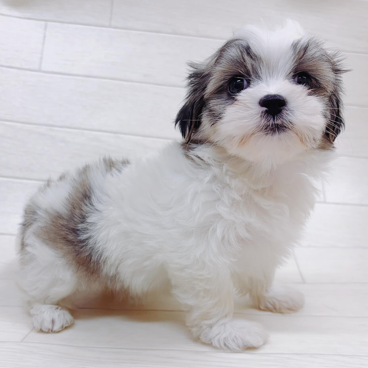 ハーフ犬（チワワ×シーズー）