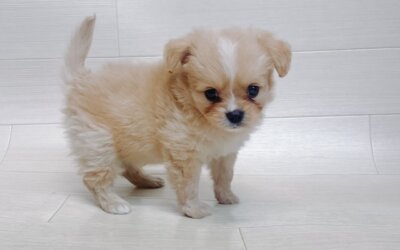 ハーフ犬（ポメラニアン×キャバリア）