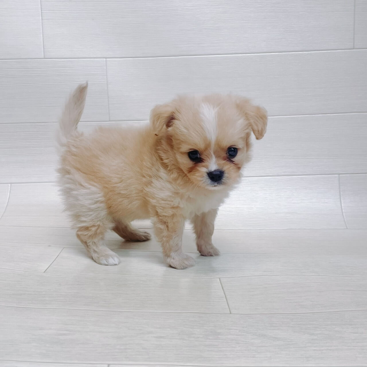 ハーフ犬（ポメラニアン×キャバリア）