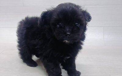 ハーフ犬（トイプードル×チワワ）