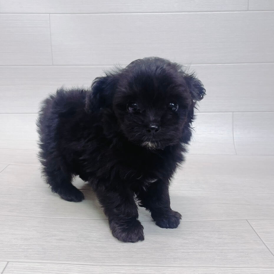 ハーフ犬（トイプードル×チワワ）