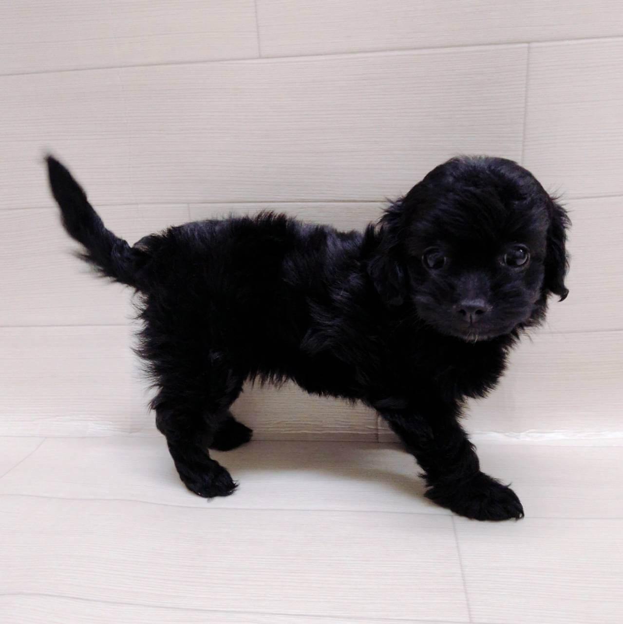 ハーフ犬（チワワ×トイプードル）