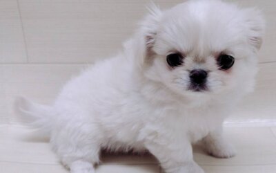 ハーフ犬（チワワ×ペキニーズ）