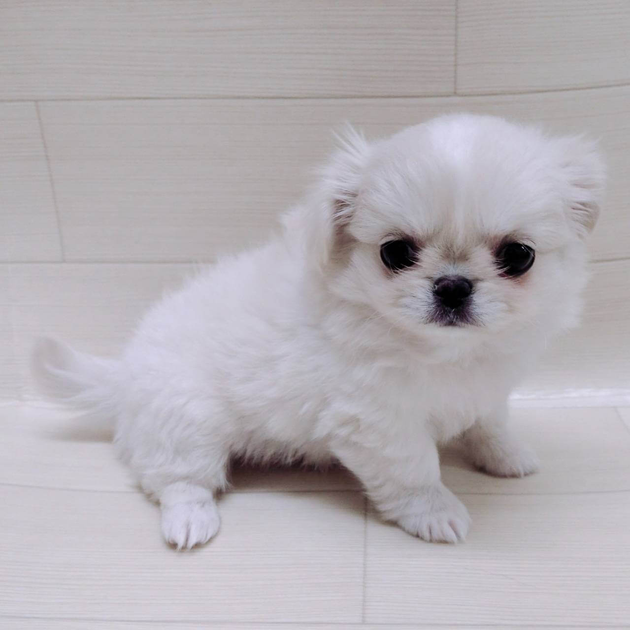 ハーフ犬（チワワ×ペキニーズ）