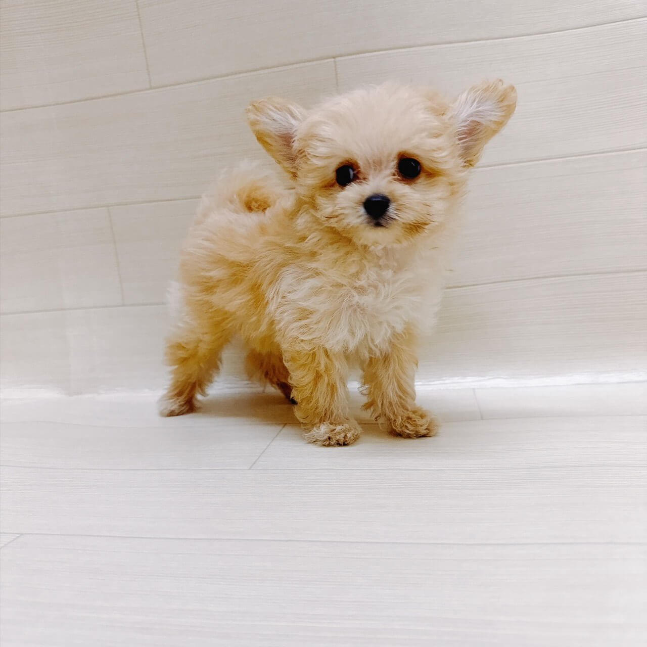 ハーフ犬（ポメラニアン×トイプードル）