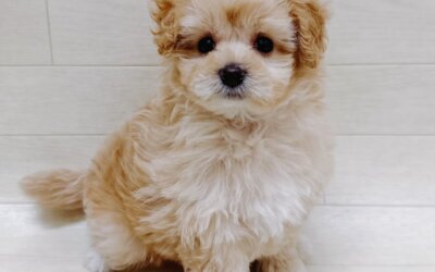 ハーフ犬（ポメラニアン×トイプードル）