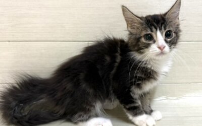 ノルウェージャンフォレストキャット