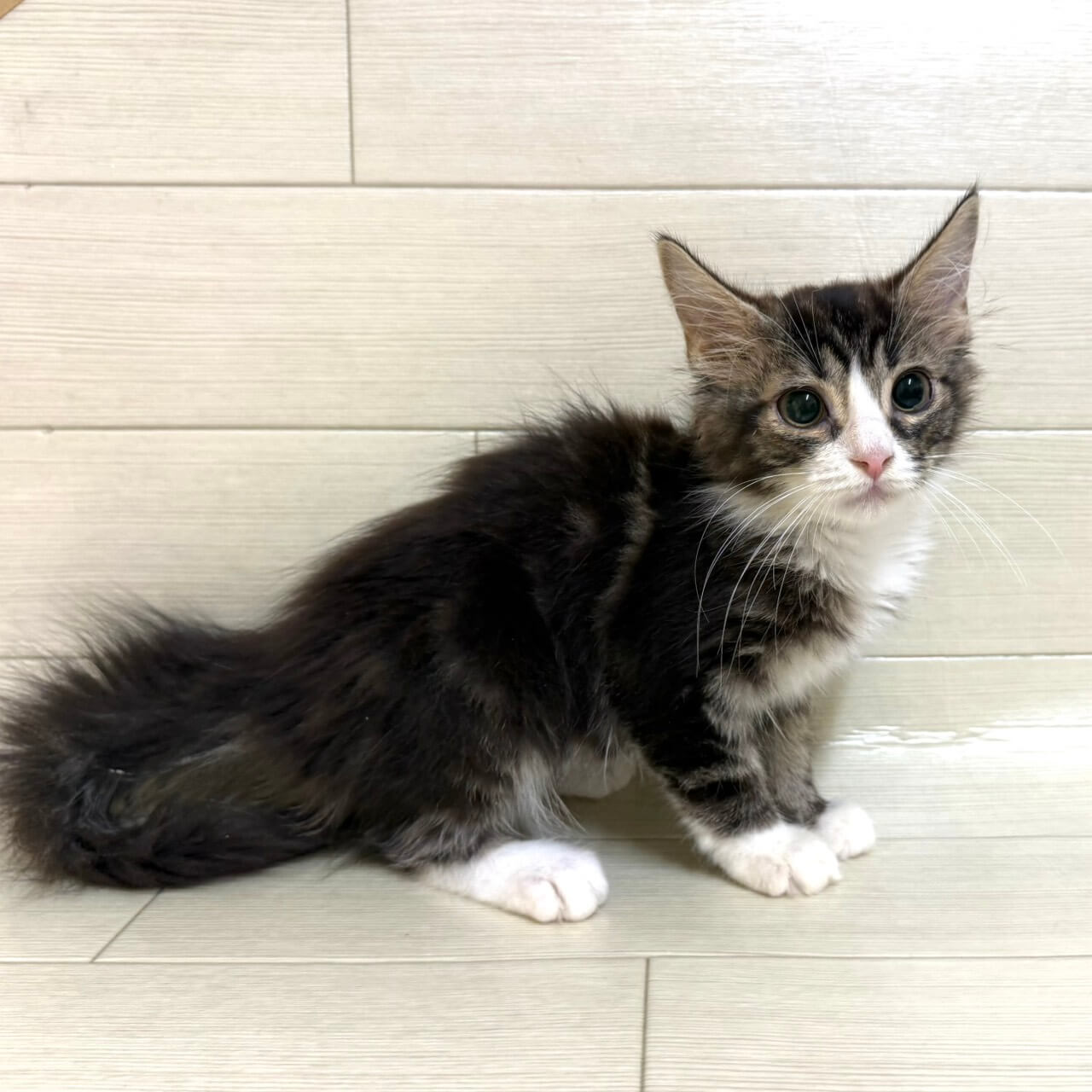 ノルウェージャンフォレストキャット