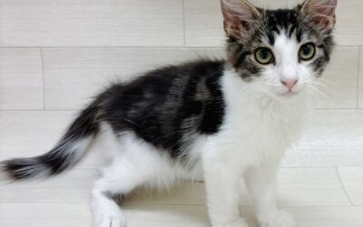 ノルウェージャンフォレストキャット