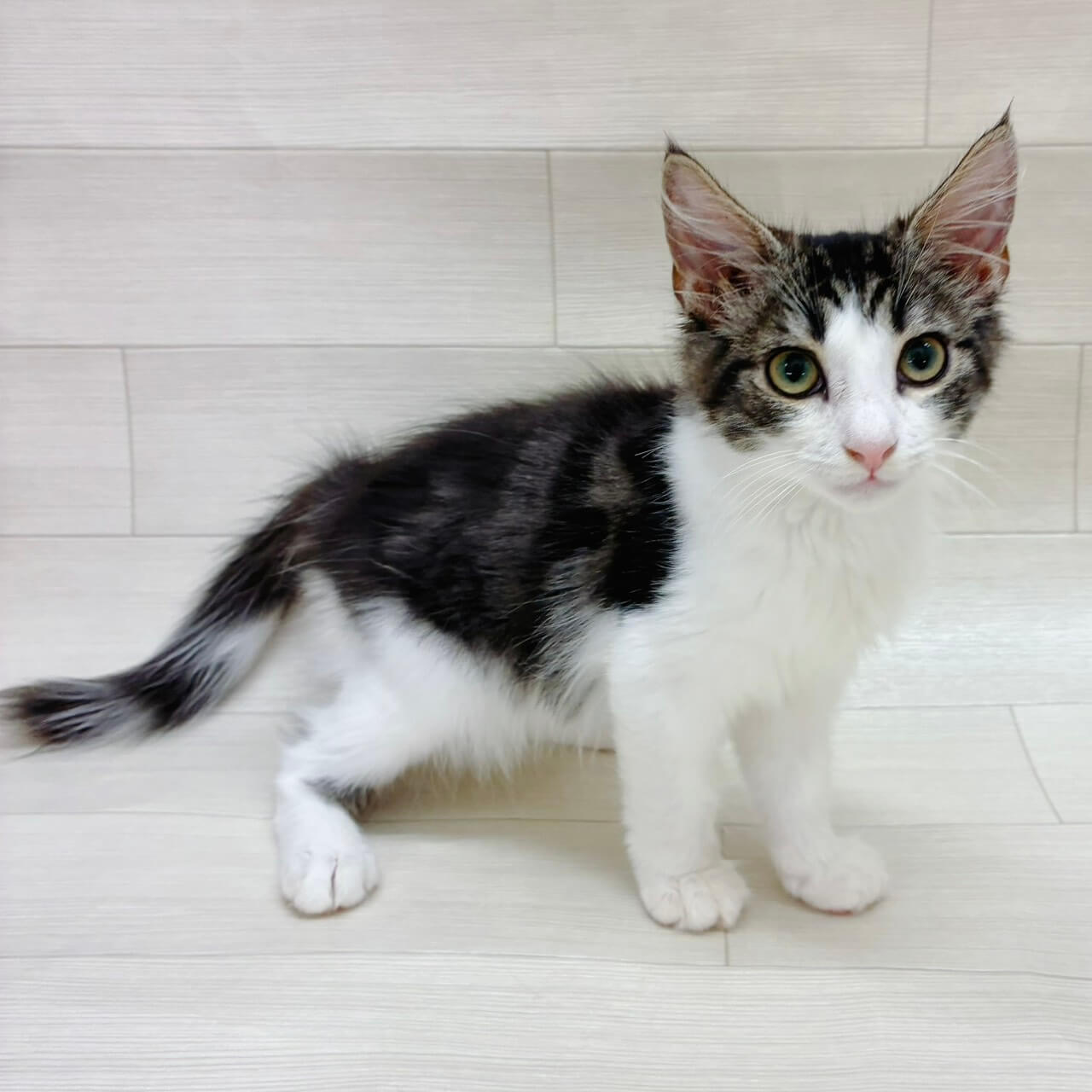 ノルウェージャンフォレストキャット