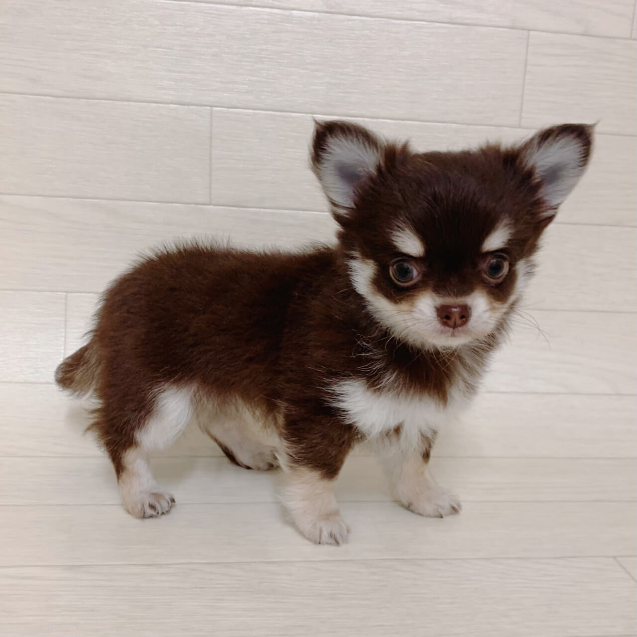 チワワ