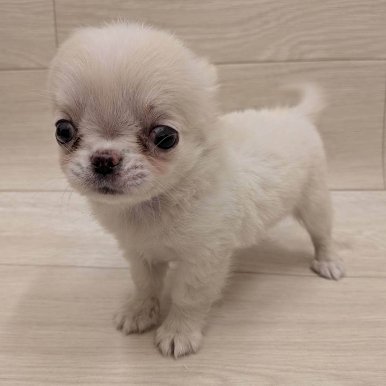 チワワ