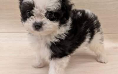 ハーフ犬（チワワ×マルチーズ）