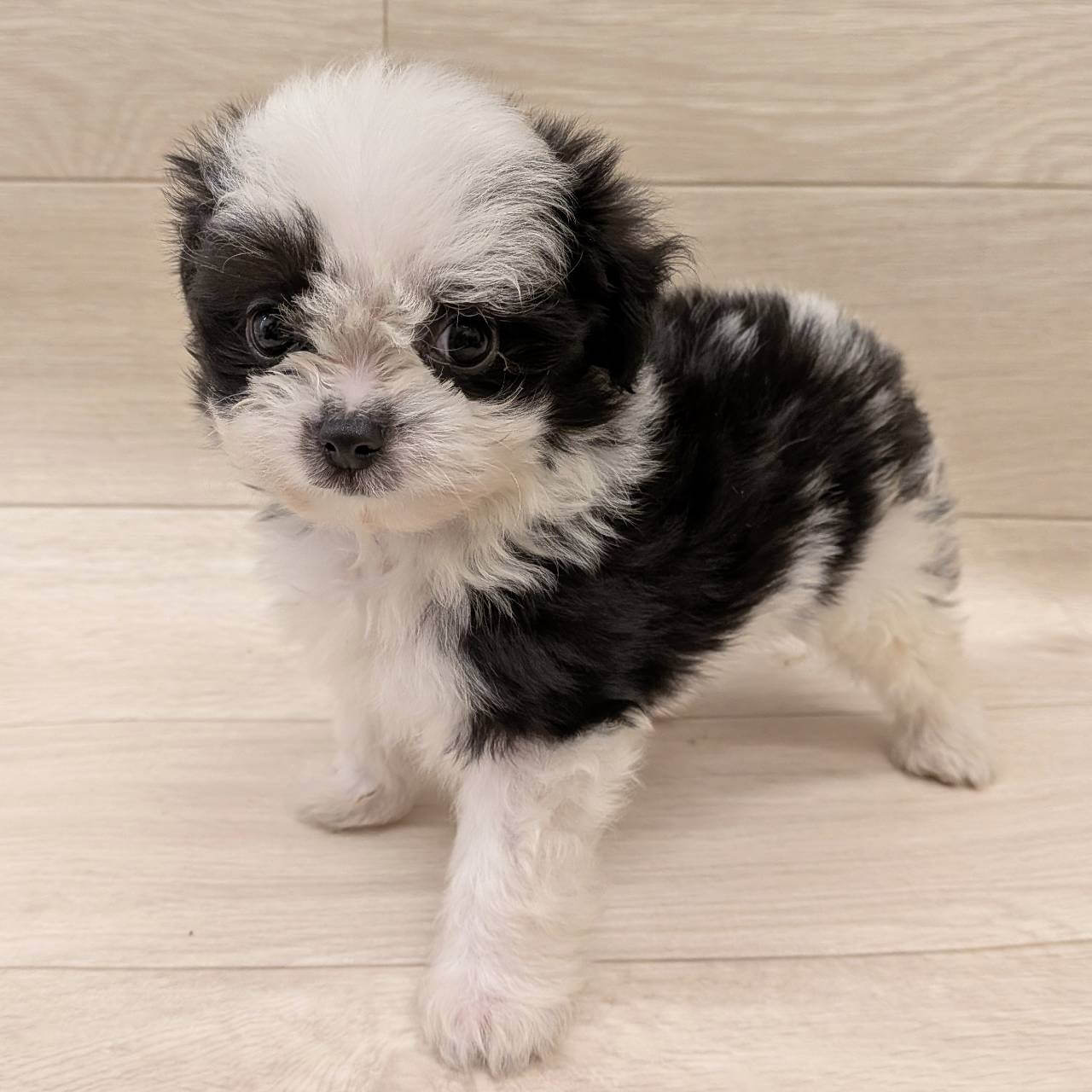 ハーフ犬（チワワ×マルチーズ）