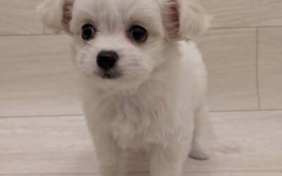 ハーフ犬（チワワ×ビションフリーゼ）